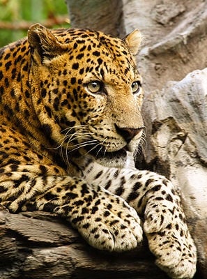 beautiful leopard*-*💖