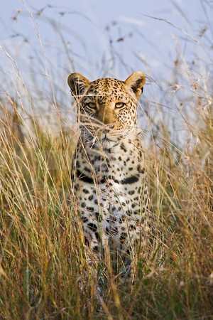  beautiful leopard*-*💖