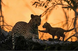 beautiful leopards*-*💖