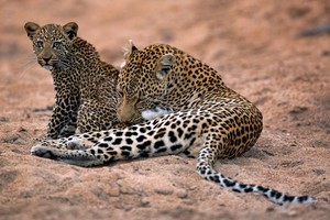 beautiful leopards*-*💖