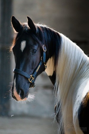  Beautiful Horse 💖