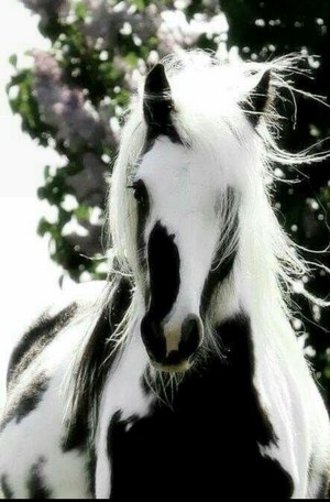 Beautiful Horse 💖