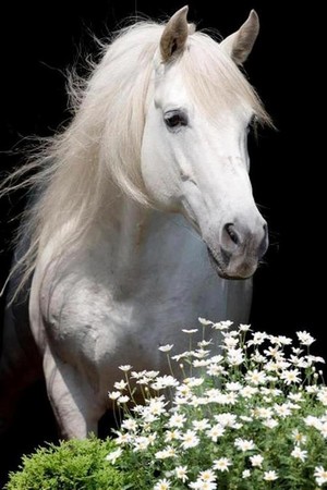  Pretty Horse 💖