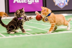  Kitten Bowl 2019