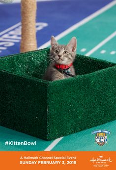  Kitten Bowl 2019