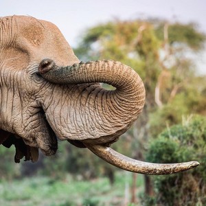  African 코끼리