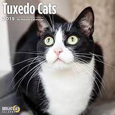  Calendar Pertaining To Tuxedo gatos