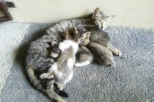 Cat And Her Kittens