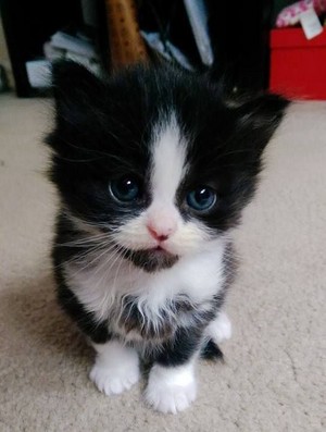  Cute Cat 😻