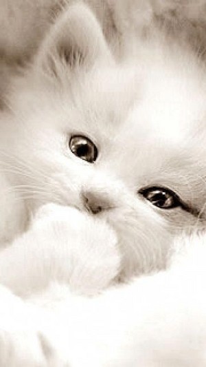  Cute Cat 😺