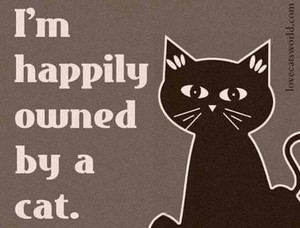  Happily Owned door A Cat! 😺