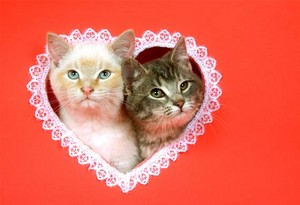 Happy Valentine`s day for you my sweet love Kachannie!!🌹💖💍🌸