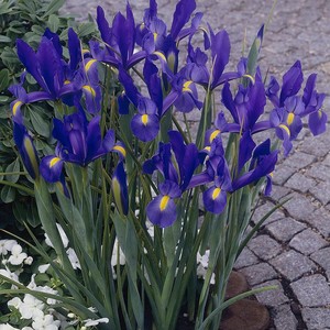  Irises For My Friend