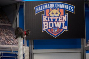  Kitten Bowl IV