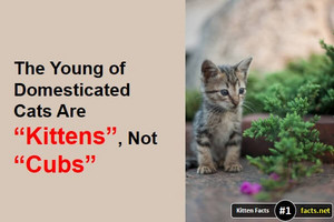 Kitten Facts 