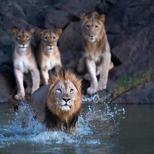  Lions