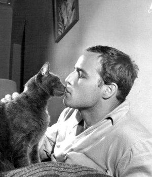 Marlon Brando And His Cats