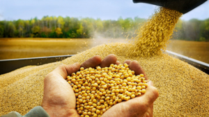  Soybeans