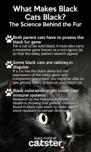  The Significance Of Black Pusa