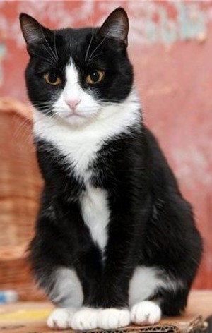  Tuxedo Cat