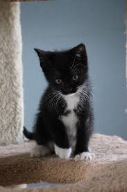  Tuxedo Kitten