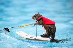  Twiggy The Water skifahren eichhörnchen