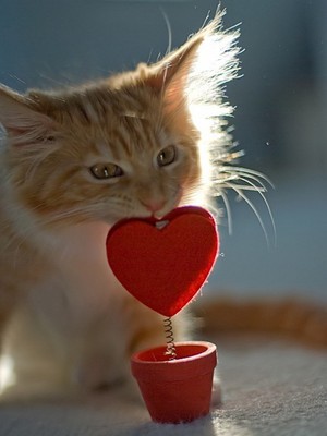  Valentine Kitty