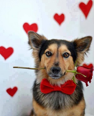  Valentine sprinkles for ma cutie قوس قزح violet🌺🌹💖