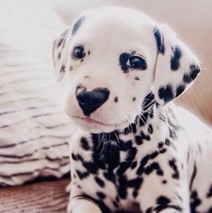  beautiful Dog puppy🌹💖