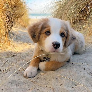  beautiful Dog puppy 🌹💖