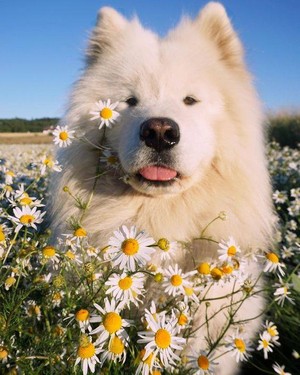  beautiful Dog کتے 🌹💖