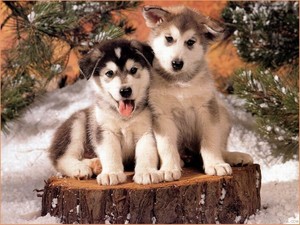  beautiful Dog puppys 🌹💖