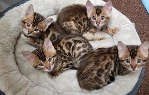  bengal kittens