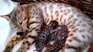 mama bengal cat and babies