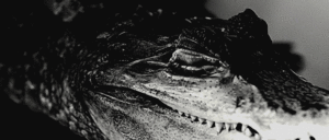  monsta x 'alligator' mv teaser
