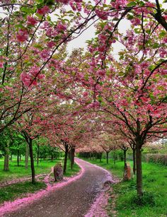 Cherry Tree Pathway