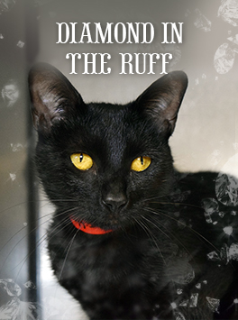 A Book Pertaining To Black Cats