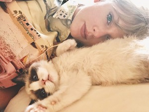 BENJAMIN BUTTON MALE CATS KITTENS LOVE TAYLOR SWIFT