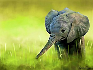  Baby elefante