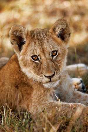  Baby Lion
