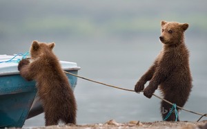  곰 Cubs Playing 의해 A Lake