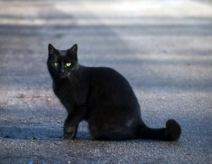  Beautiful. Black Cat