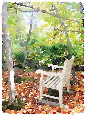  Bench In The Autumn Woods
