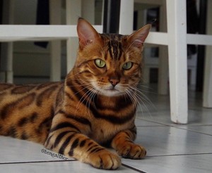  Bengal Cat