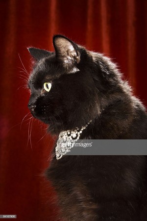  Black Cat Wearing A Diamond 목걸이
