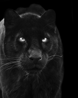  Black pantera