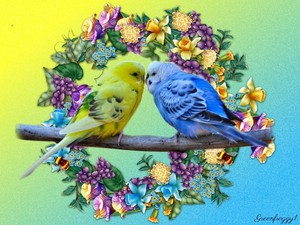 Budgies In Love
