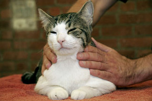  Cat Massage