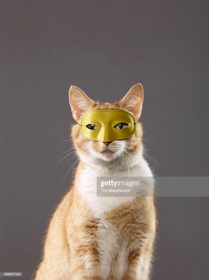  Cat Wearing A Mask