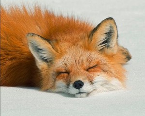 rubah, fox